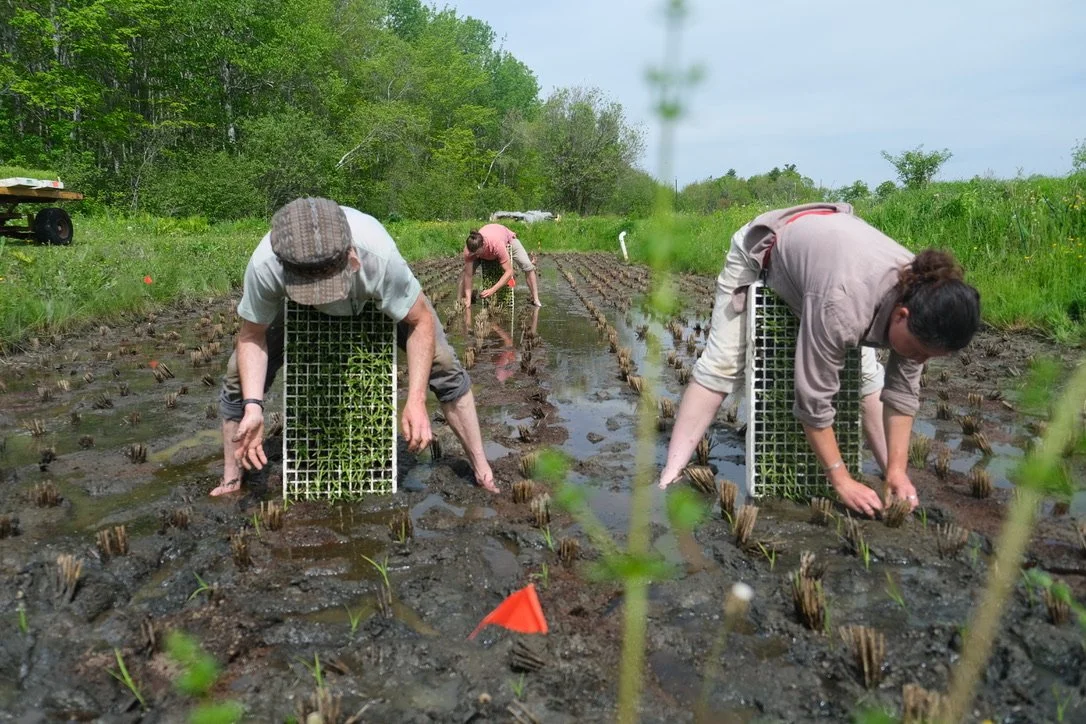 Rice planting.jpg