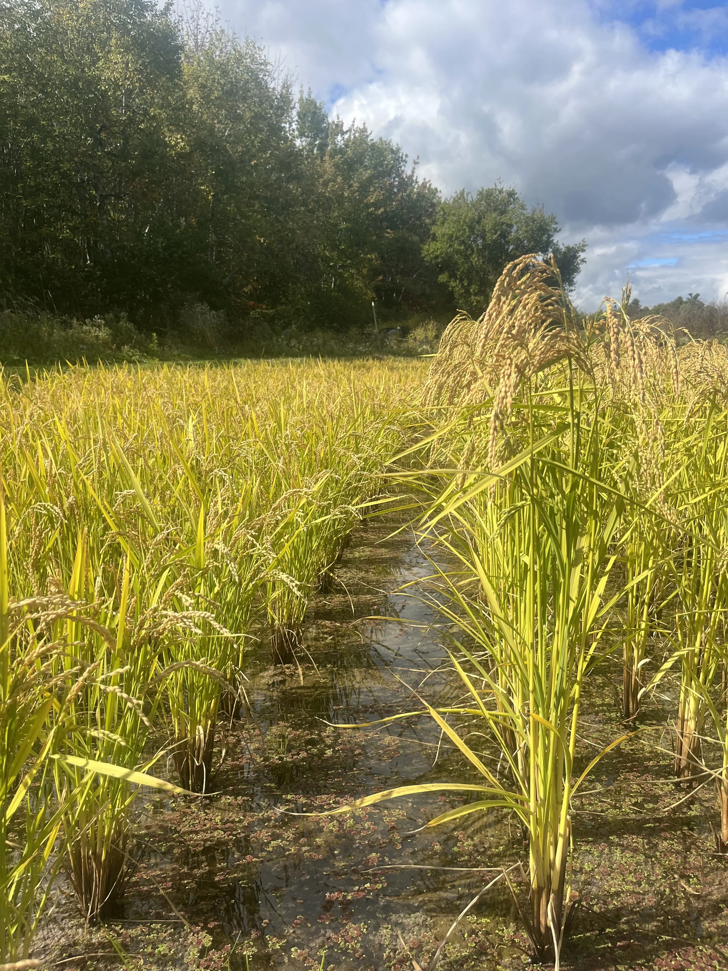 Harvest time rice.jpg