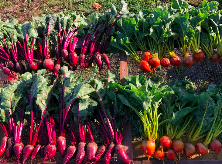 Screen Shot 2026-01-17 at 10.51.30 AM.png