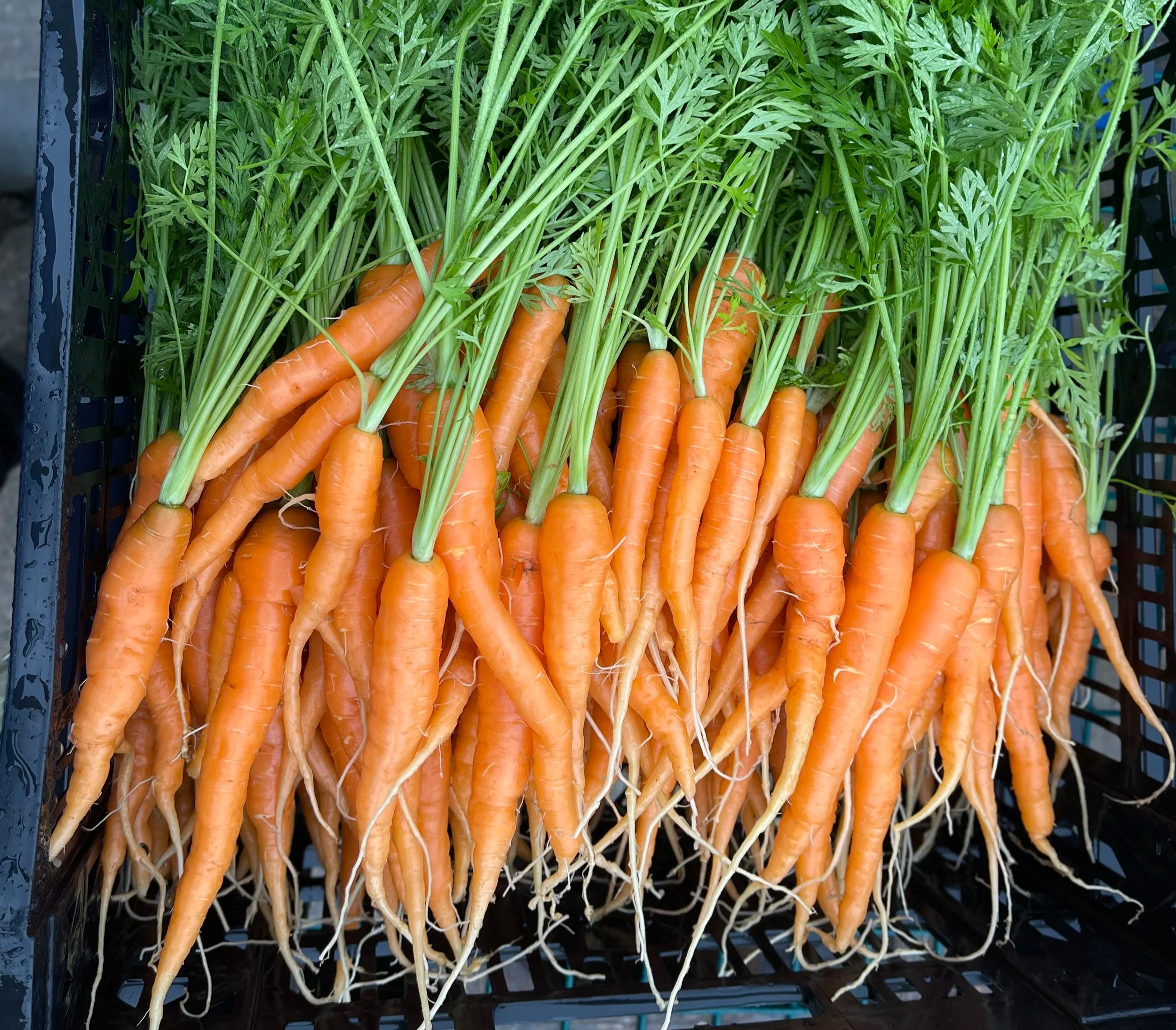 Carrots.png