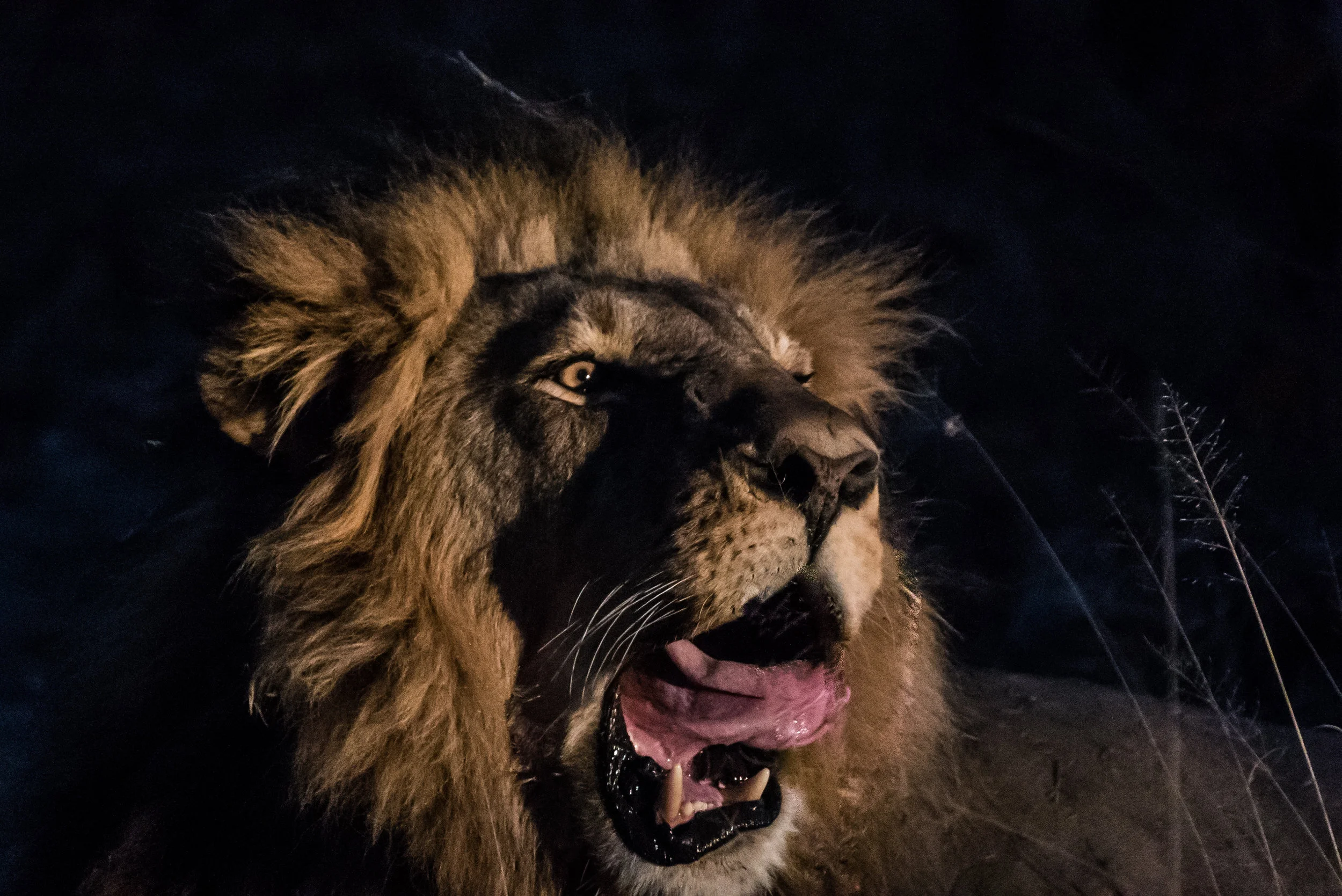 Hwange-50.jpg