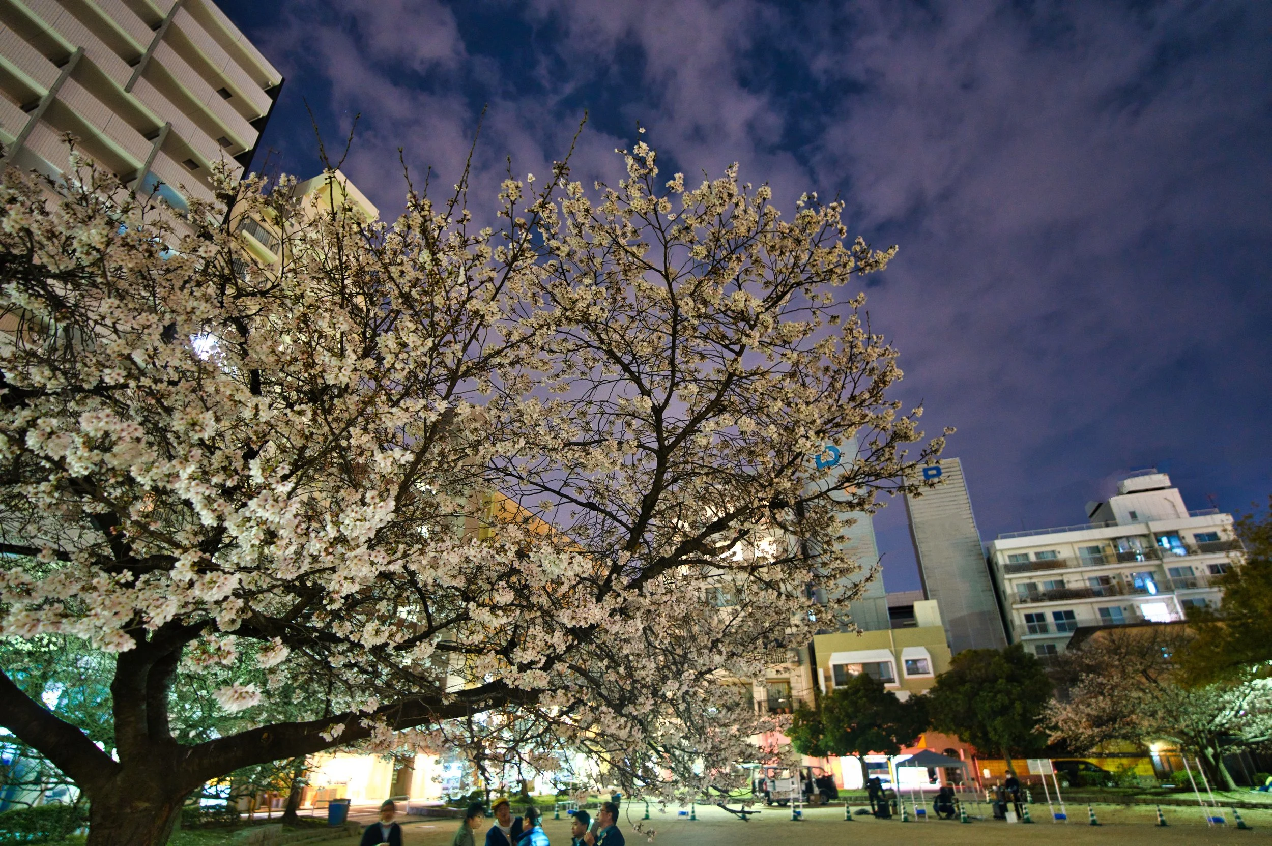 Japan-3-29-19-572.jpeg
