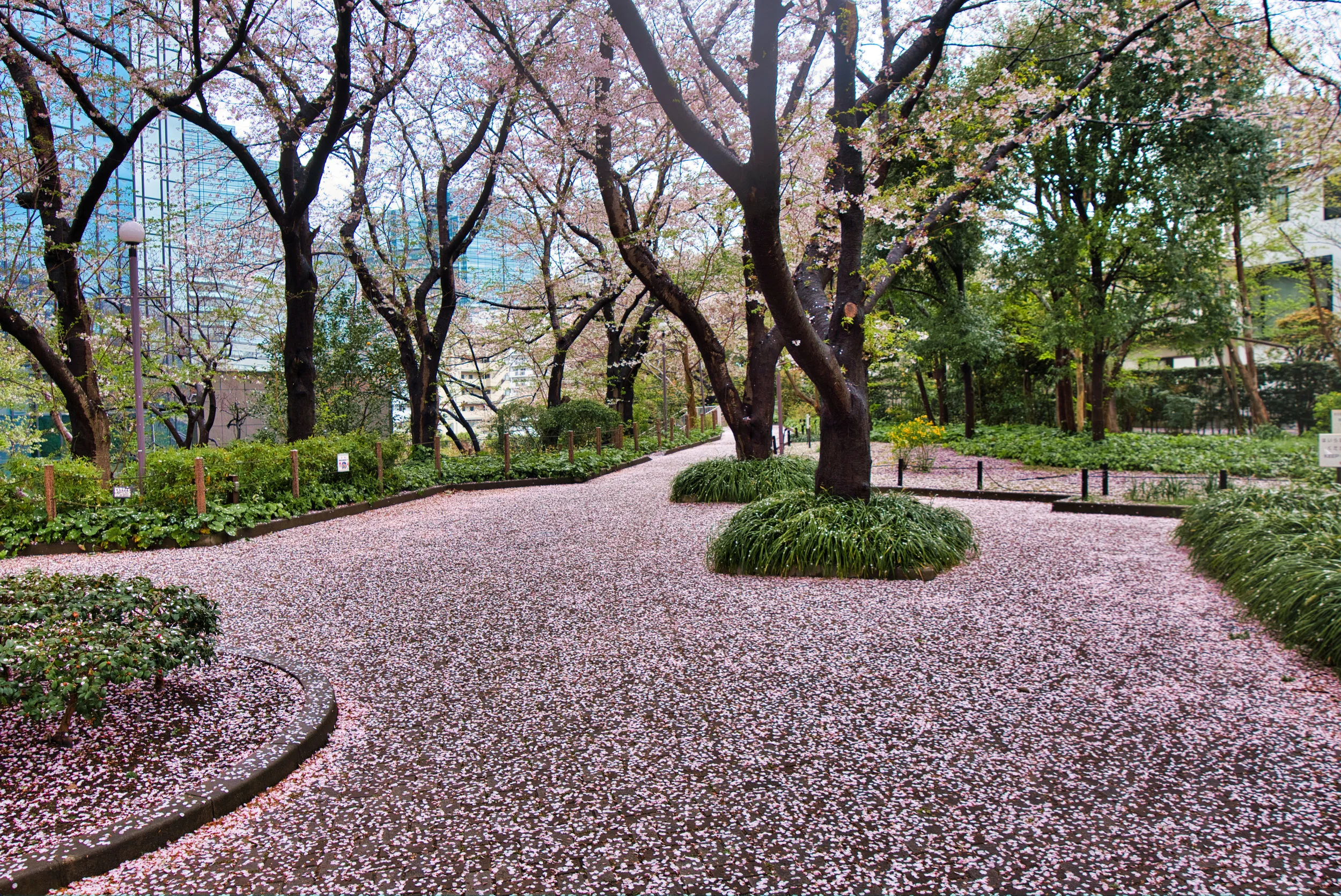 Japan-4-8-19-3325.JPG