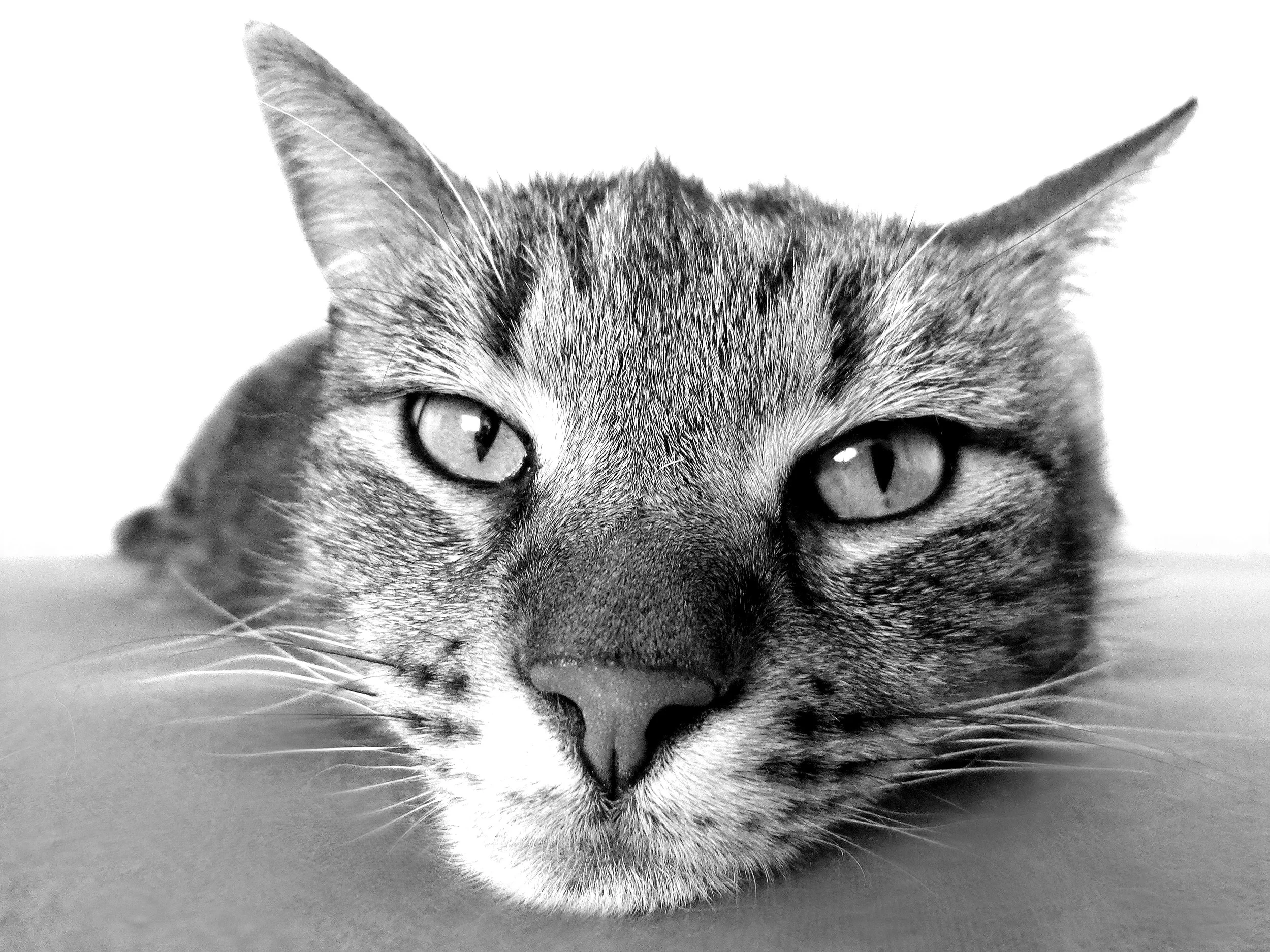 cat-relax-chill-out-camacho-70844.jpeg