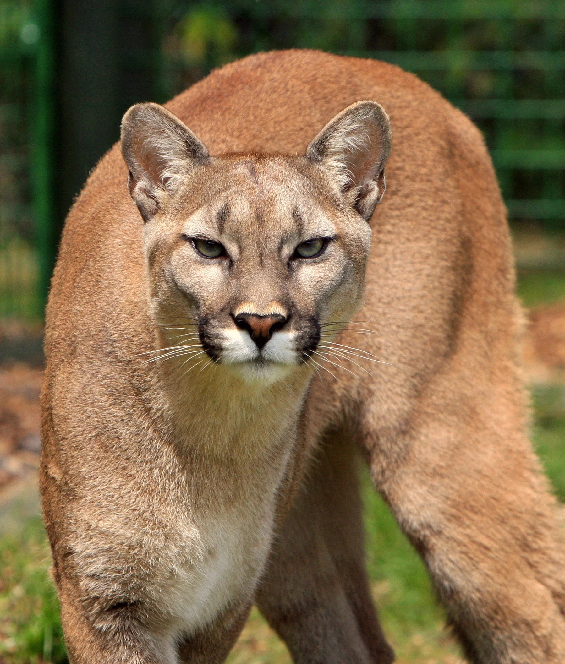 animal-big-cat-close-up-53001.jpg