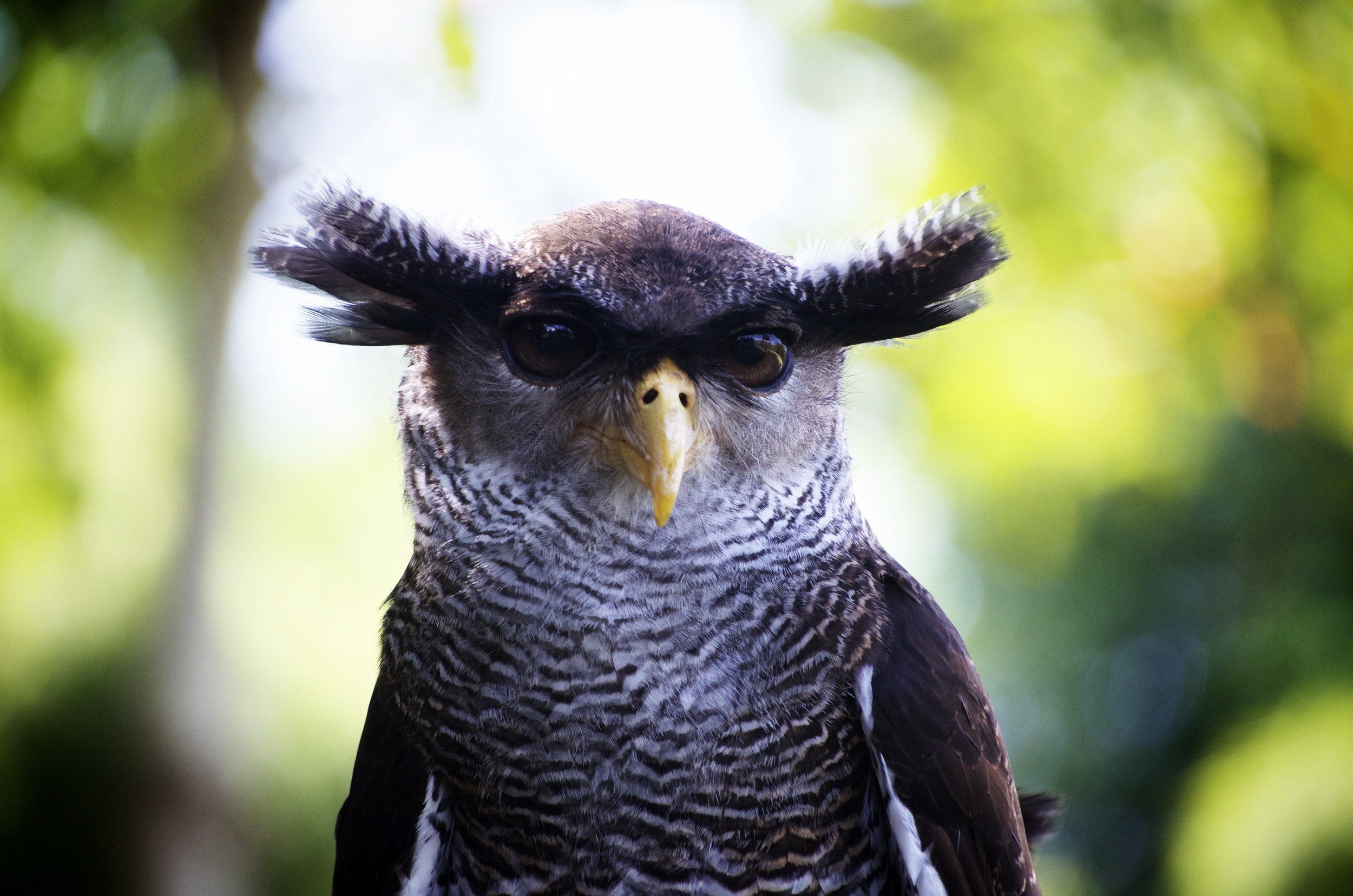 owl-close-up-bird-head (1).jpg