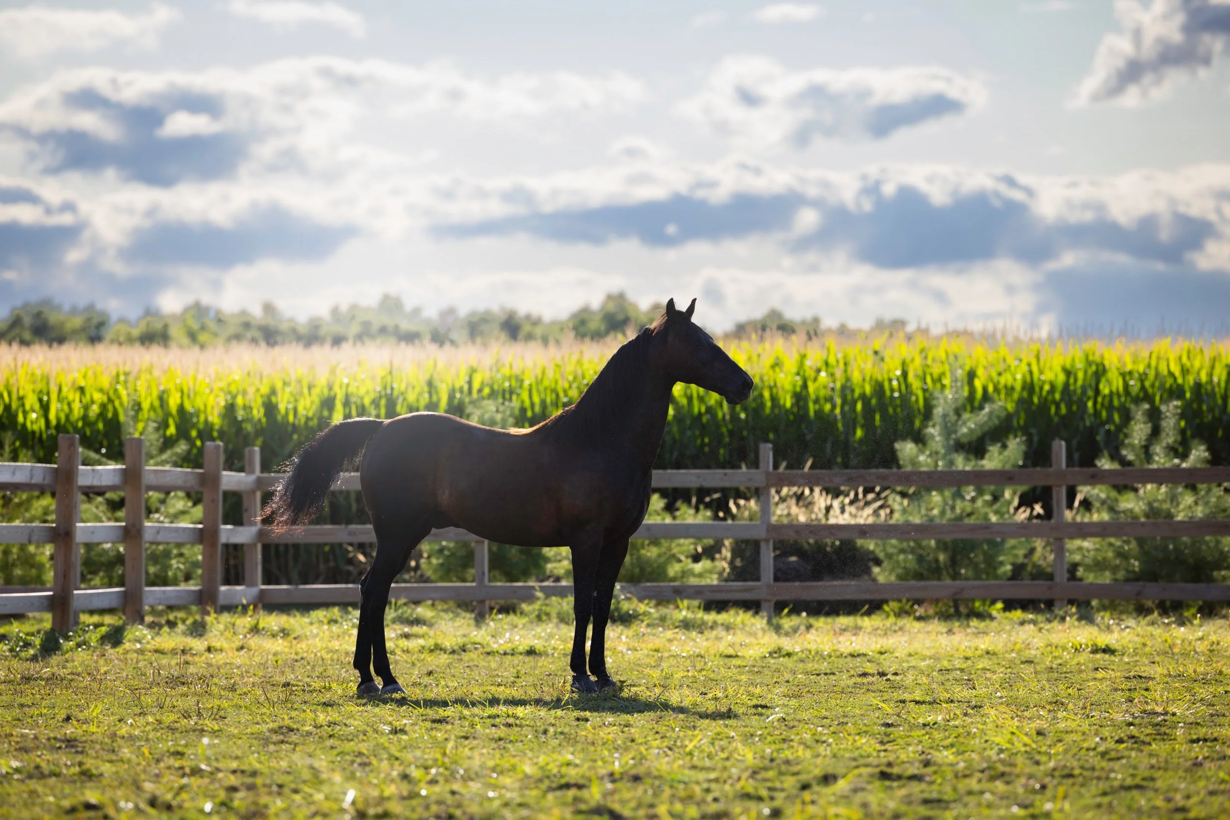 81.jpeg