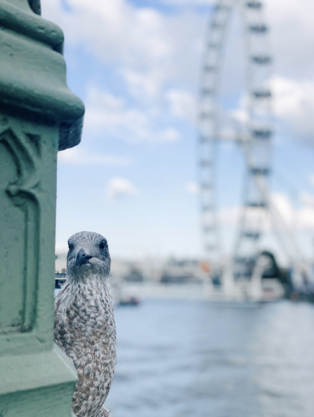 Screen Shot 2020-08-04 at 1.16.53 PM.png