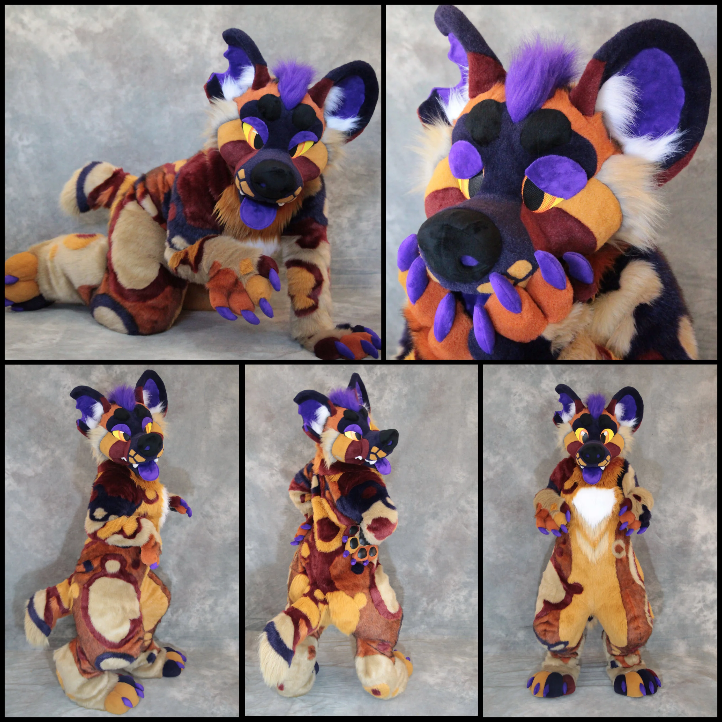 African Wild Dog 2017