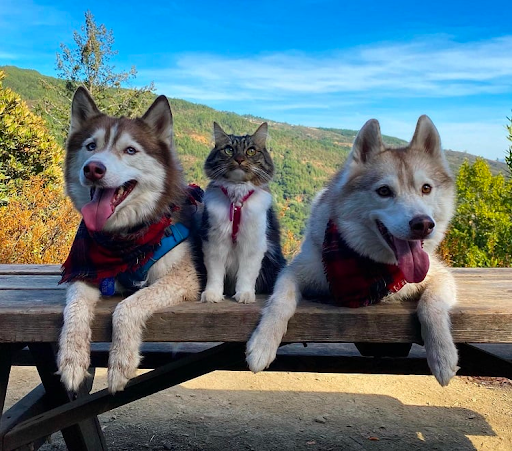 Rosie the Cat and the Meaning of Identity