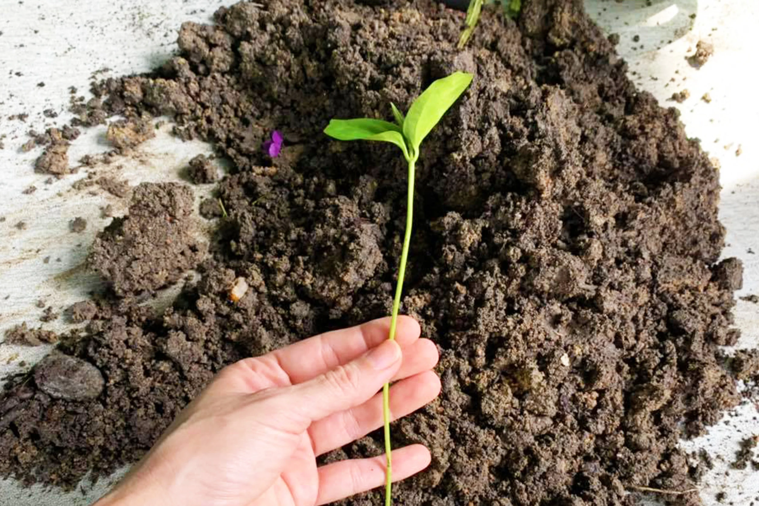 Source: Free Tree Society