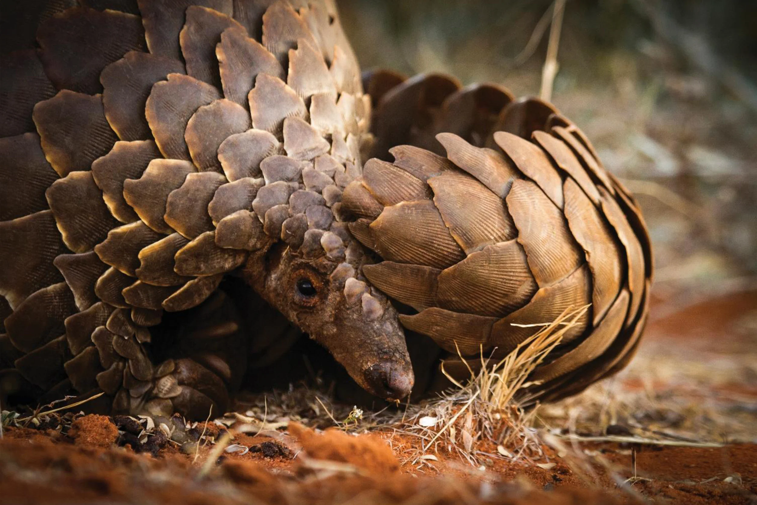 Source: WWF