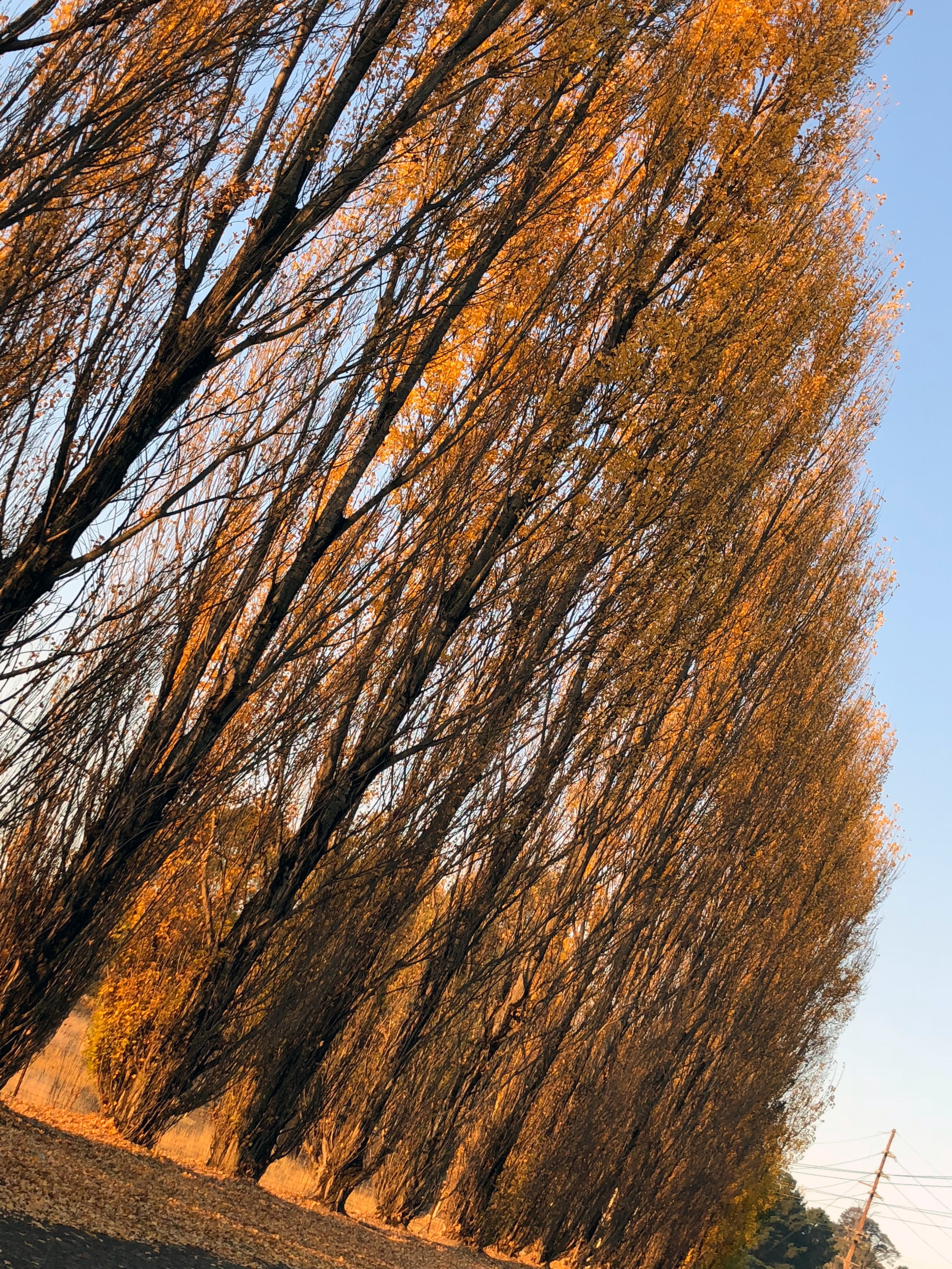 Orange-afternoon-trees.jpg