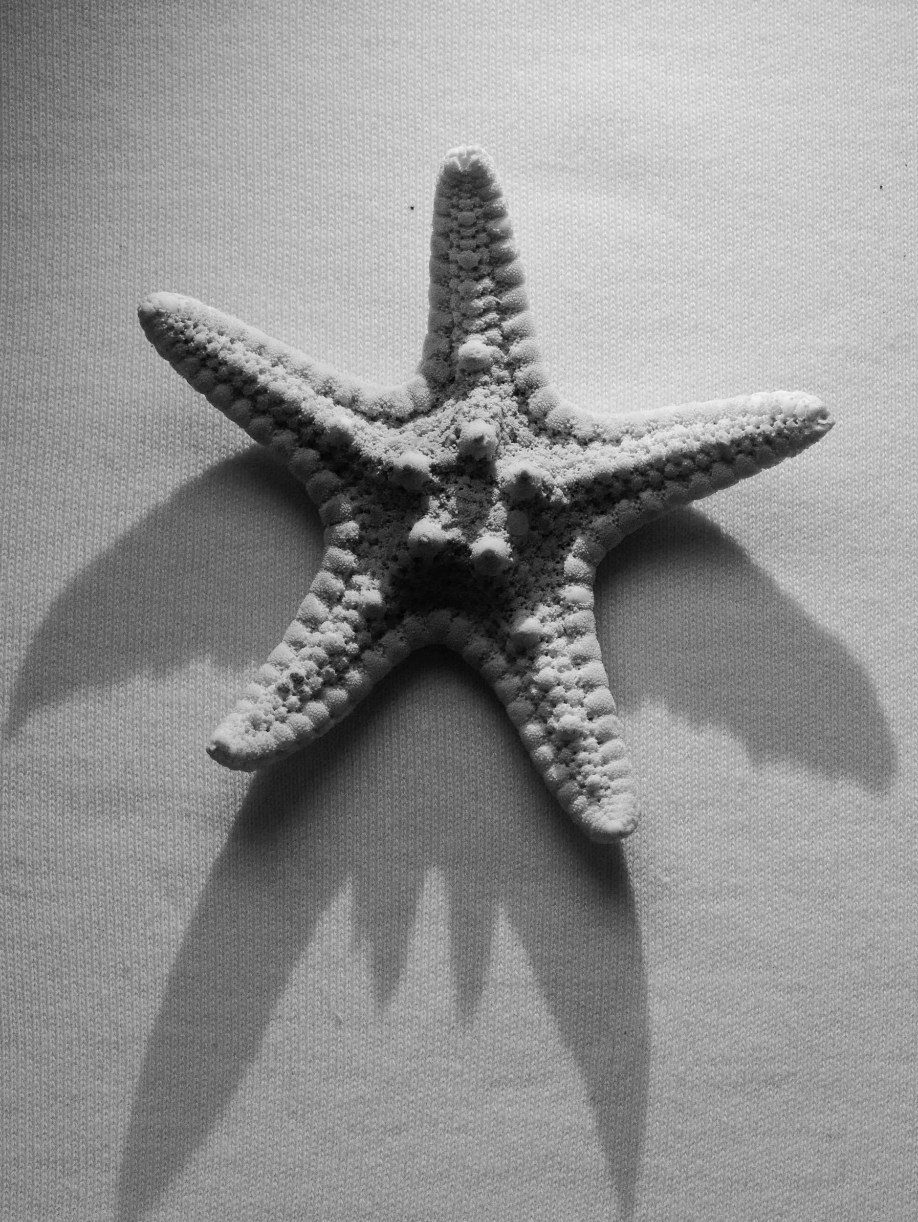 SEASEE2848 x 3792_COPYRIGHT_MMSTUDIO.jpg