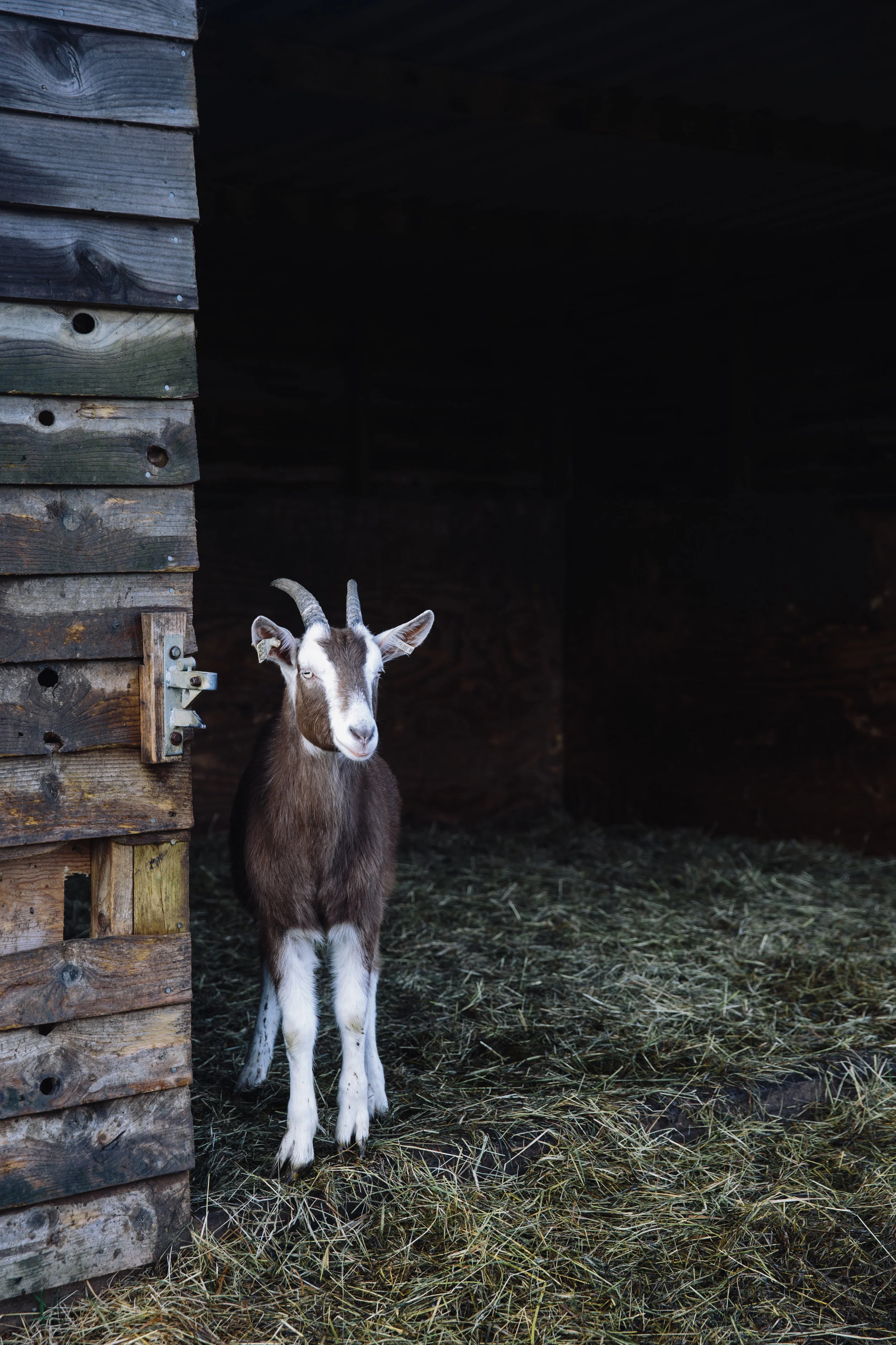 GOATS_1.jpg