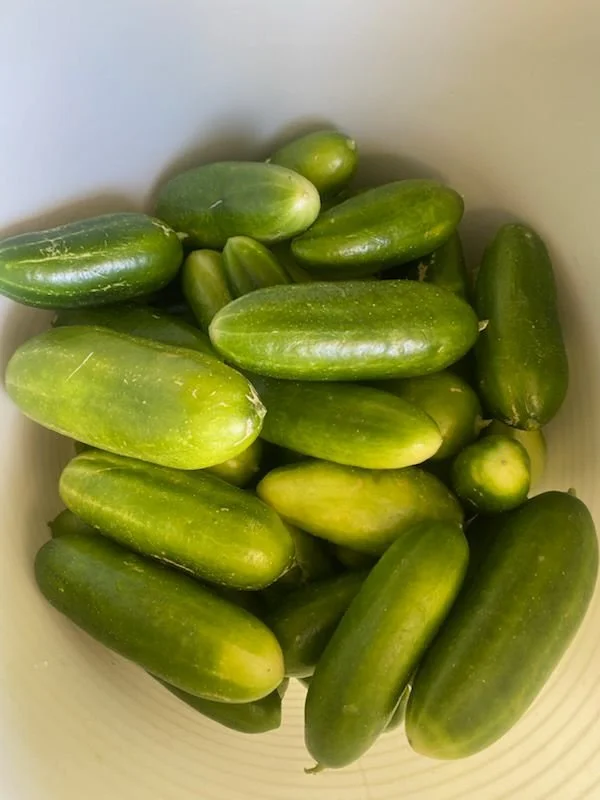 WhatsApp Image 2026-01-27 at 7.57.46 AM.jpeg