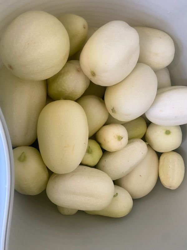 WhatsApp Image 2026-01-27 at 7.57.47 AM.jpeg