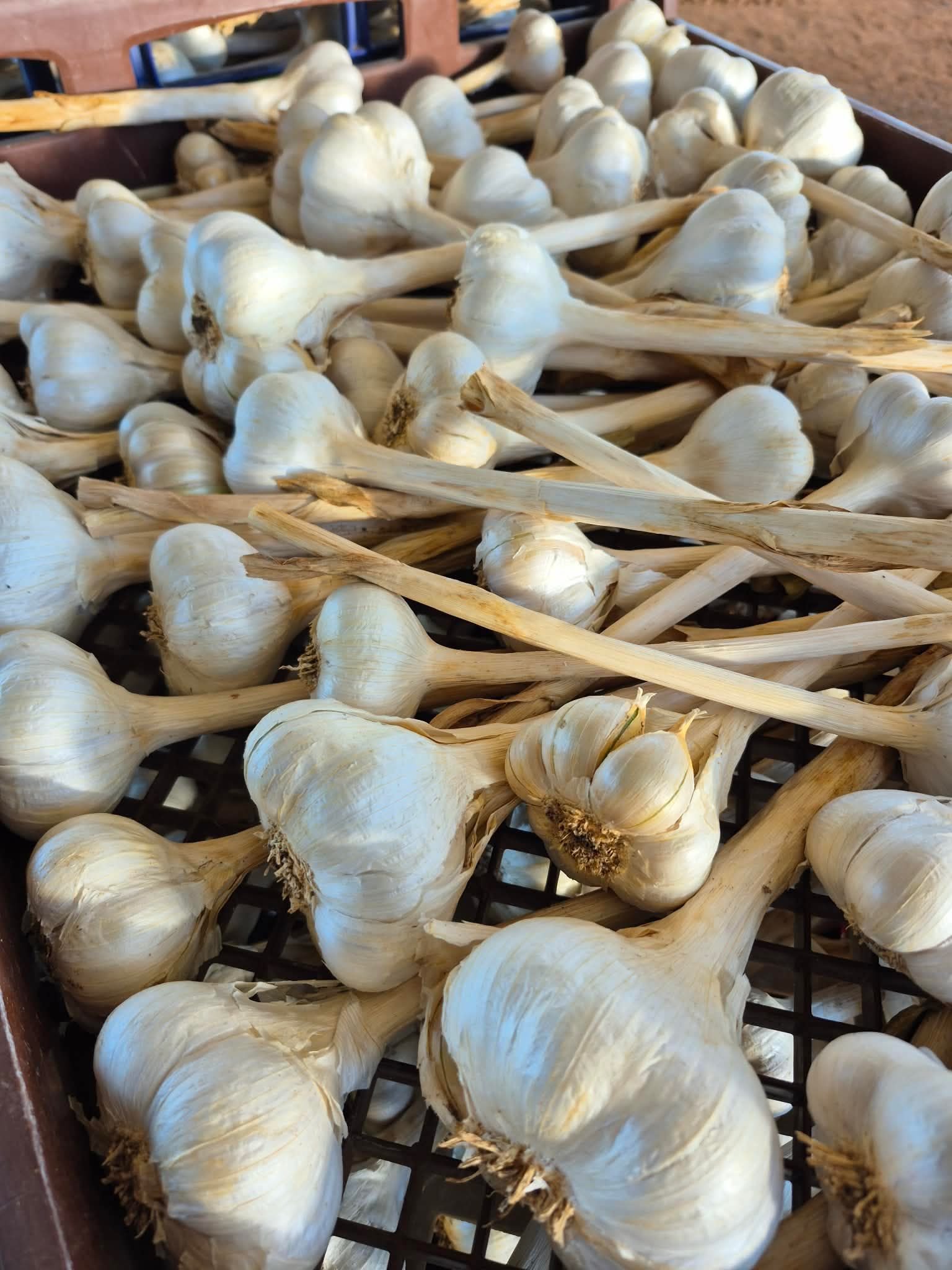 WhatsApp Image 2026-03-09 at 2.23.07 PM.jpeg