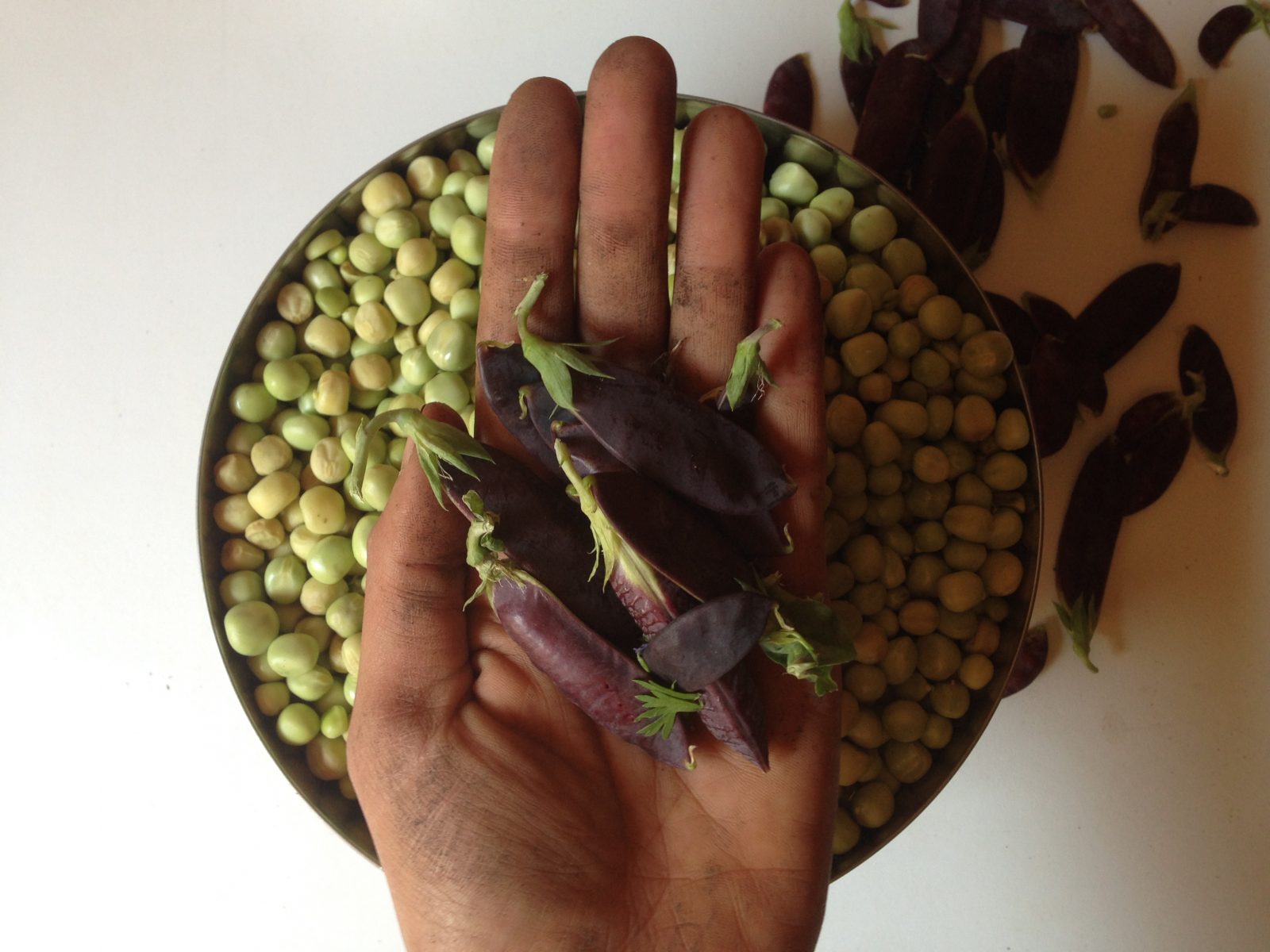  What? Purple peas? 