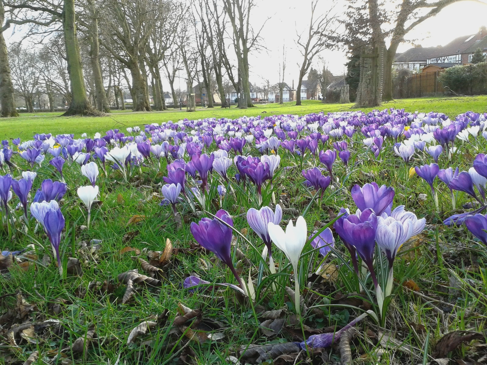 Crocuses in spring