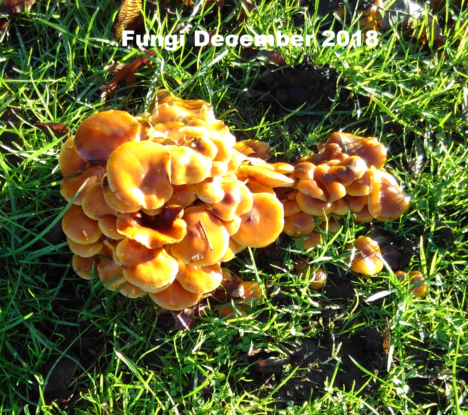 Fungus 9 Dec 18.jpg
