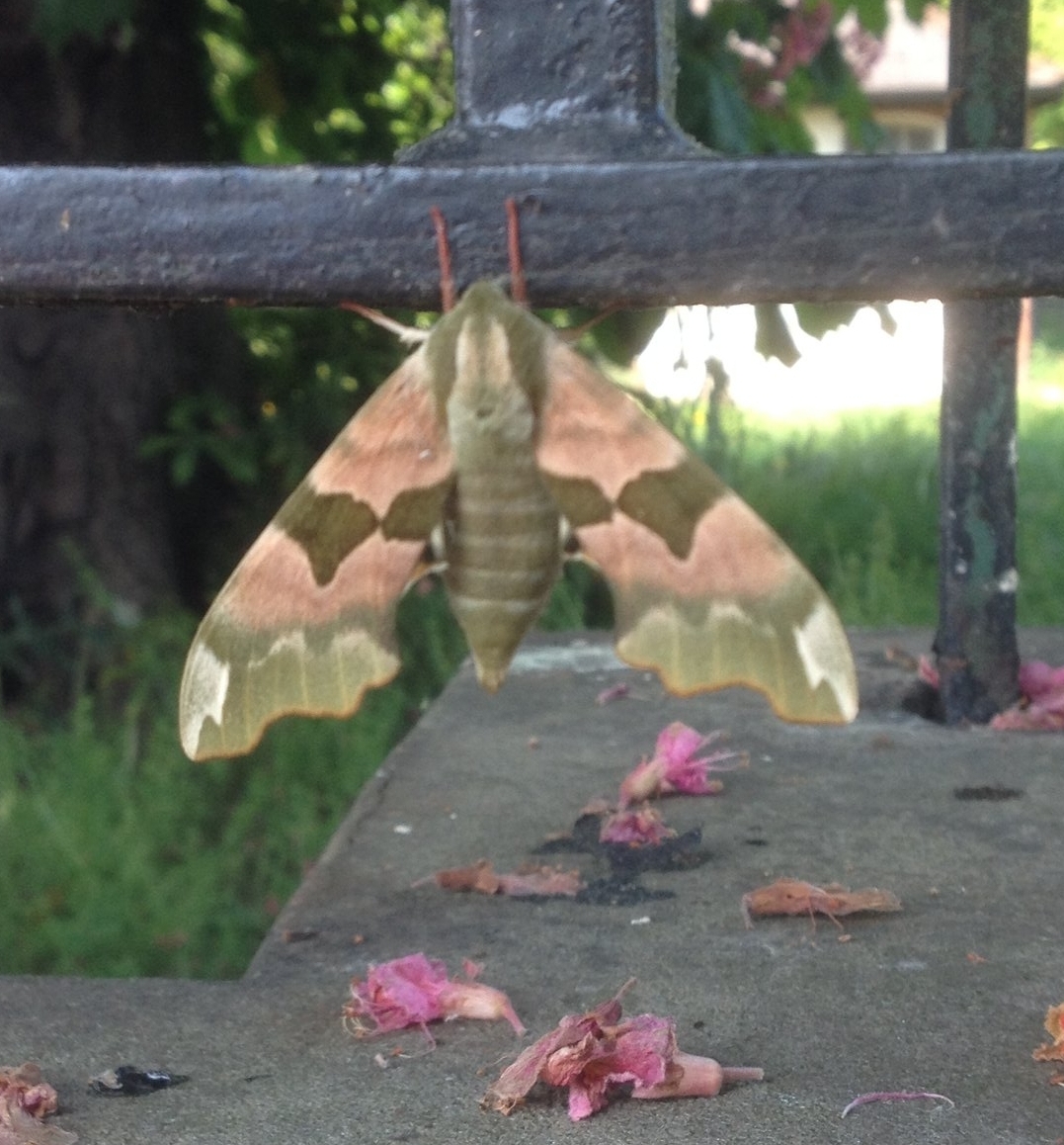  A moth clinging to the Park railings May 2017 