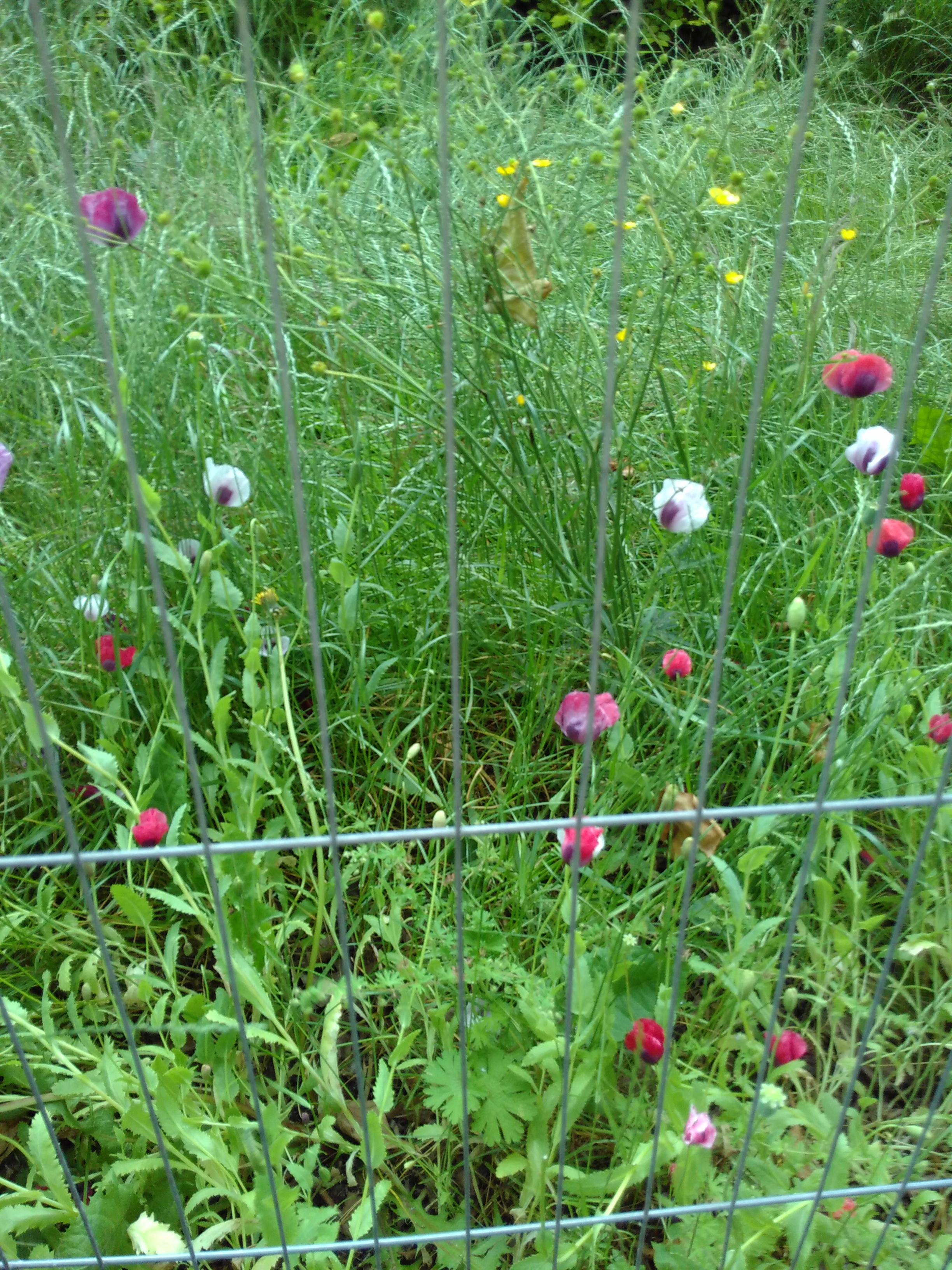 Self-seeded poppies