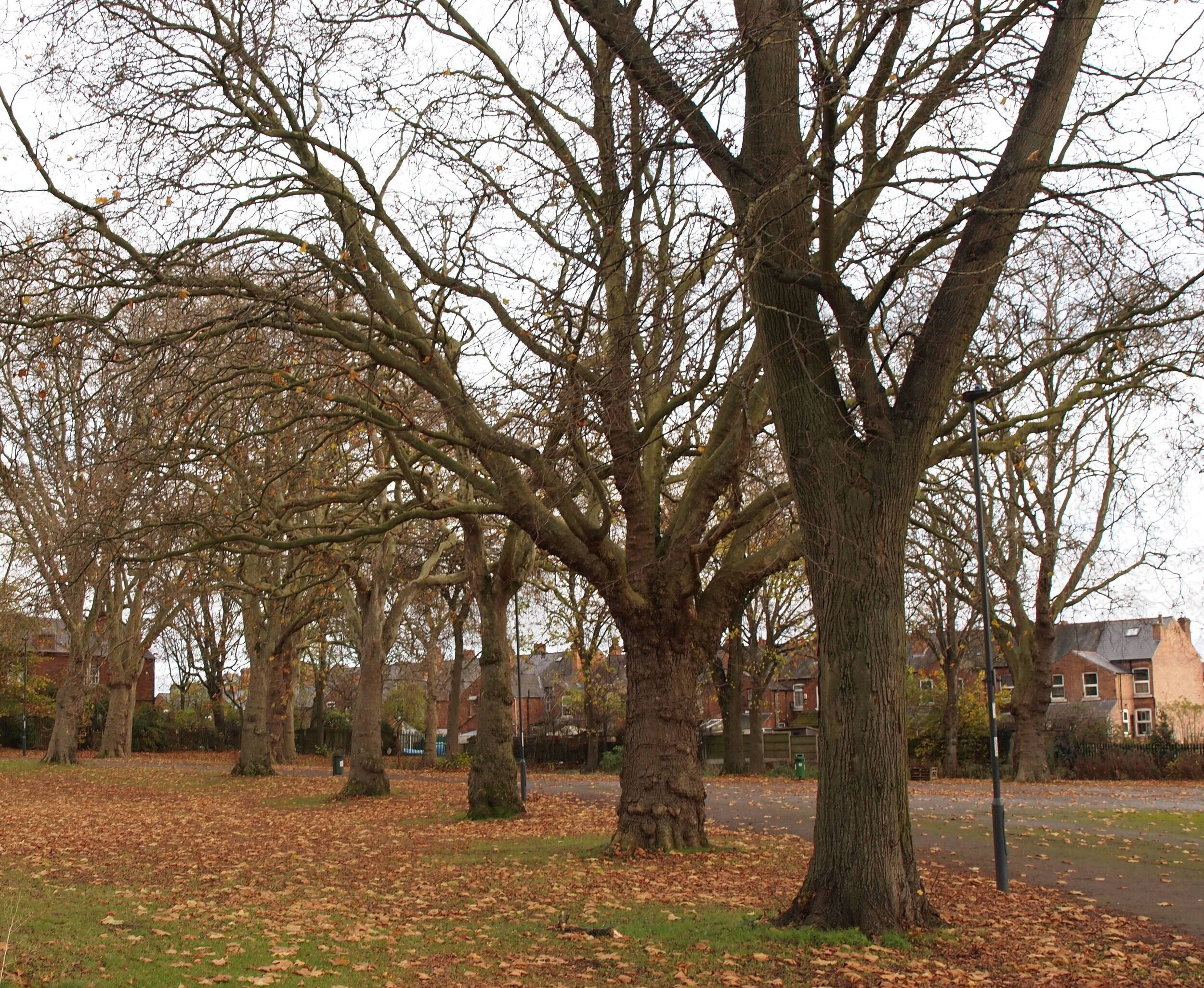  Autumn colour 3 November 2020 