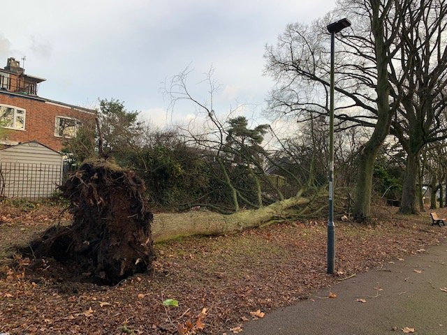 Another fallen tree December 23