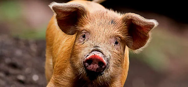 banner10.jpg