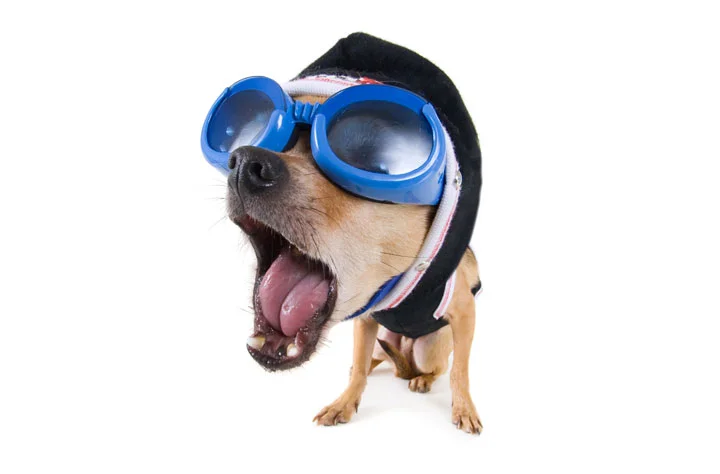 dp-dog.jpg