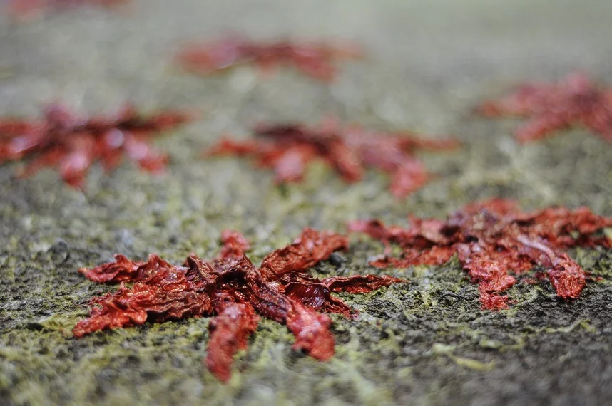FAM verbindt bloemen, literatuur en kunst