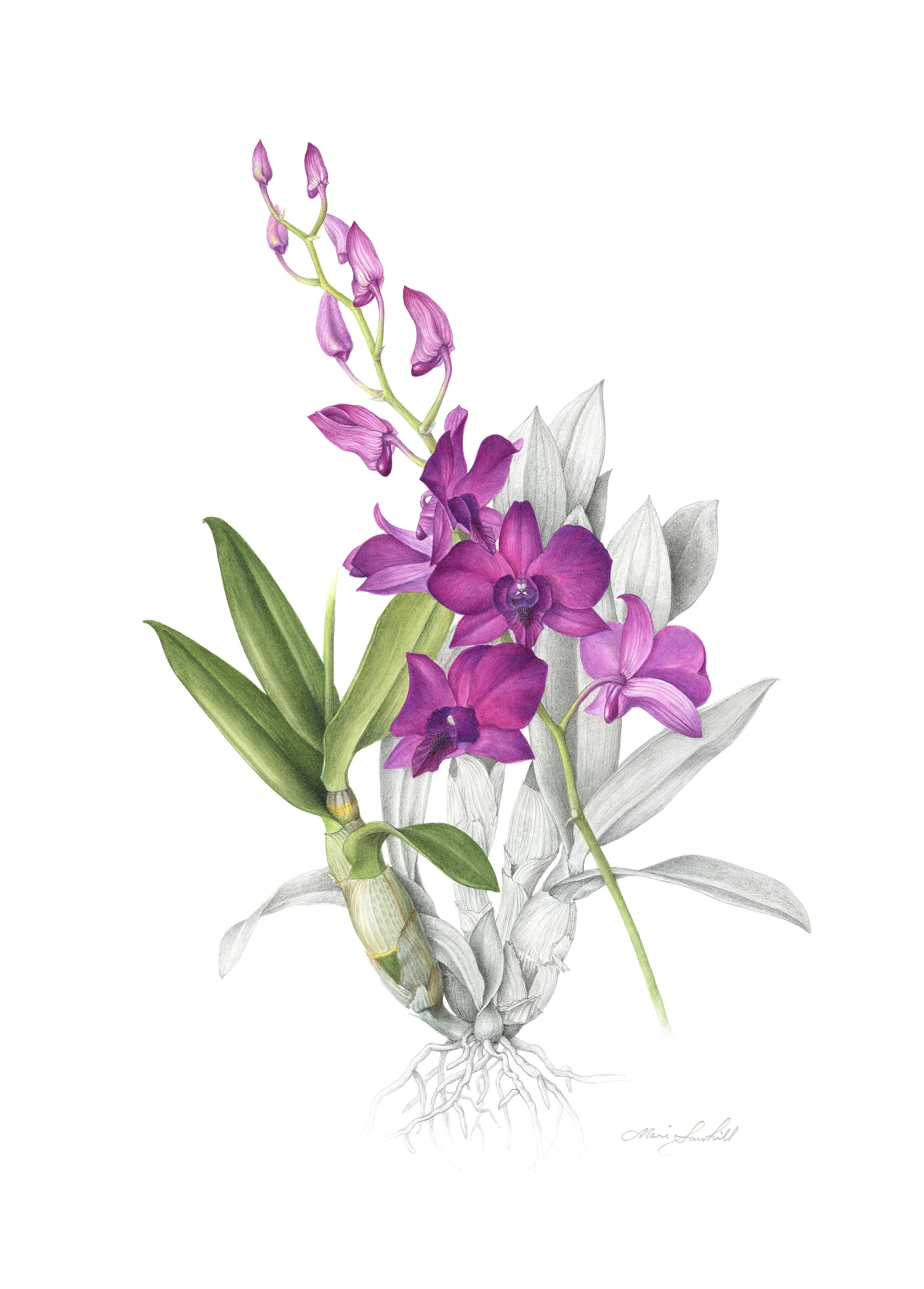 Vanaf 21 juli: botanische kunst en insecten