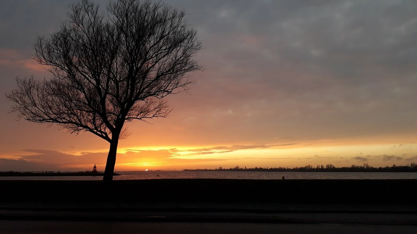 Markante boom krijgt tweede leven bij FAM