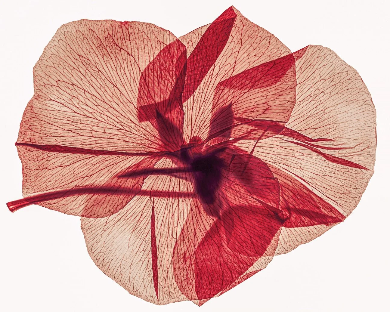 'Floribunda' vanaf 24 oktober in FAM