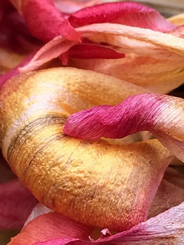 Nieuwe tentoonstelling: The Floral Album