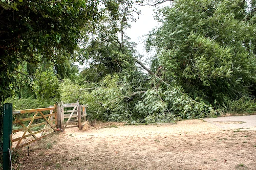The fallen Willow