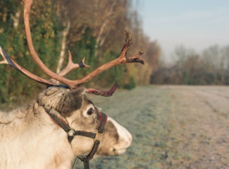reindeer.jpeg