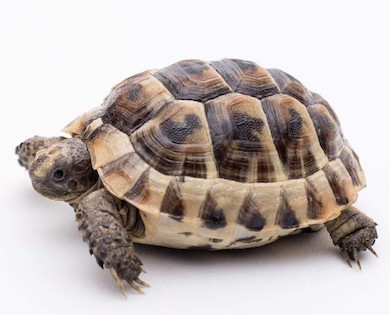 tort.jpg