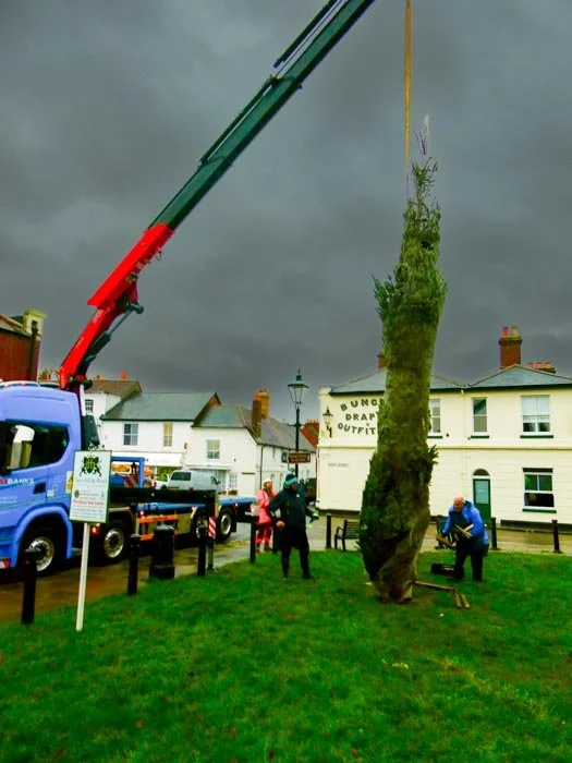 tree-13.jpg