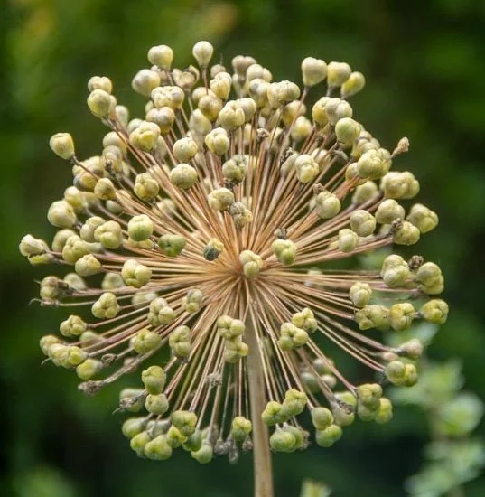 plant-1.jpg