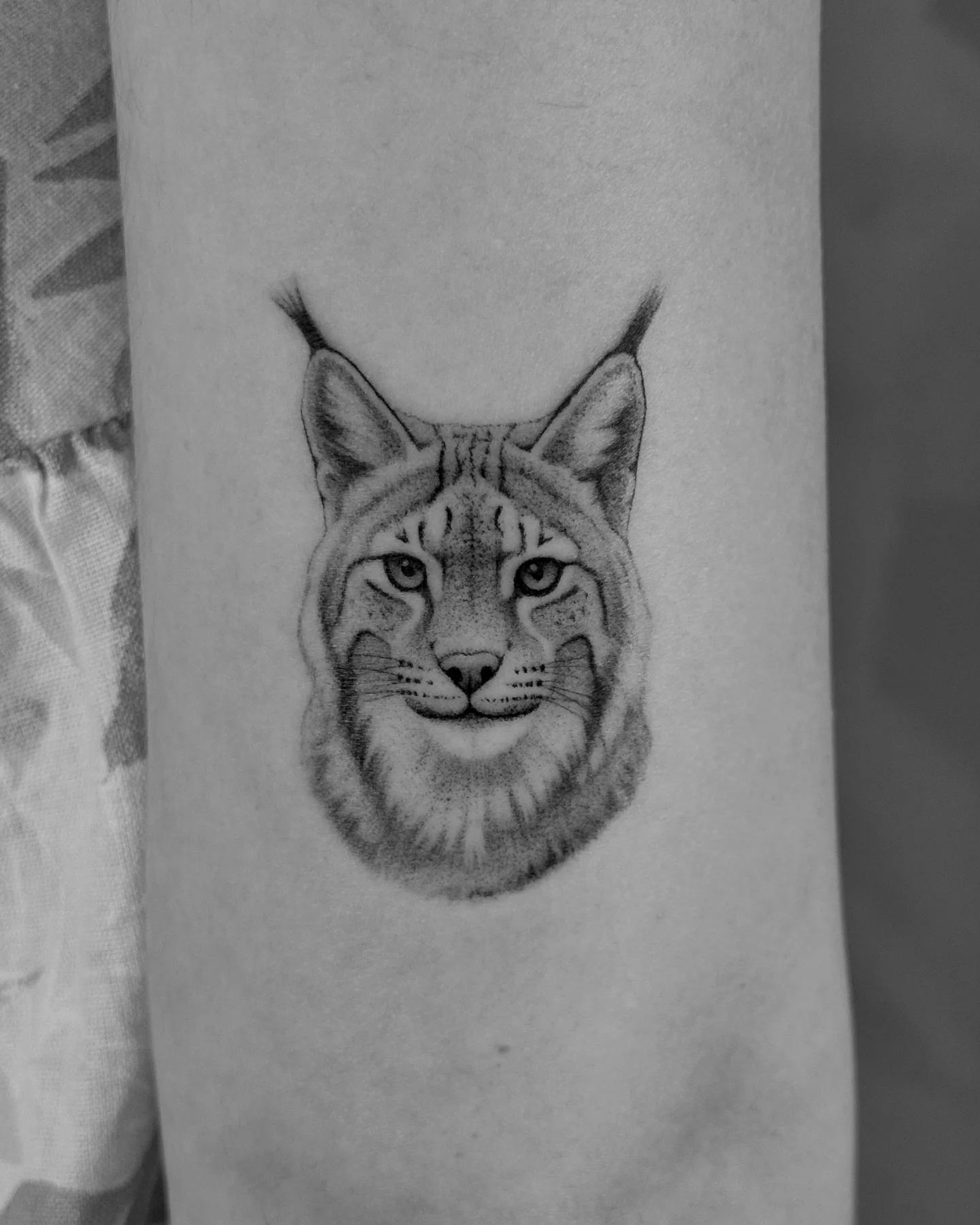 Lince Ib&eacute;rico by @aaaaline_tattoo 

#lissabontattoo #tattoolissabon #portugaltattoo #tattooportugal