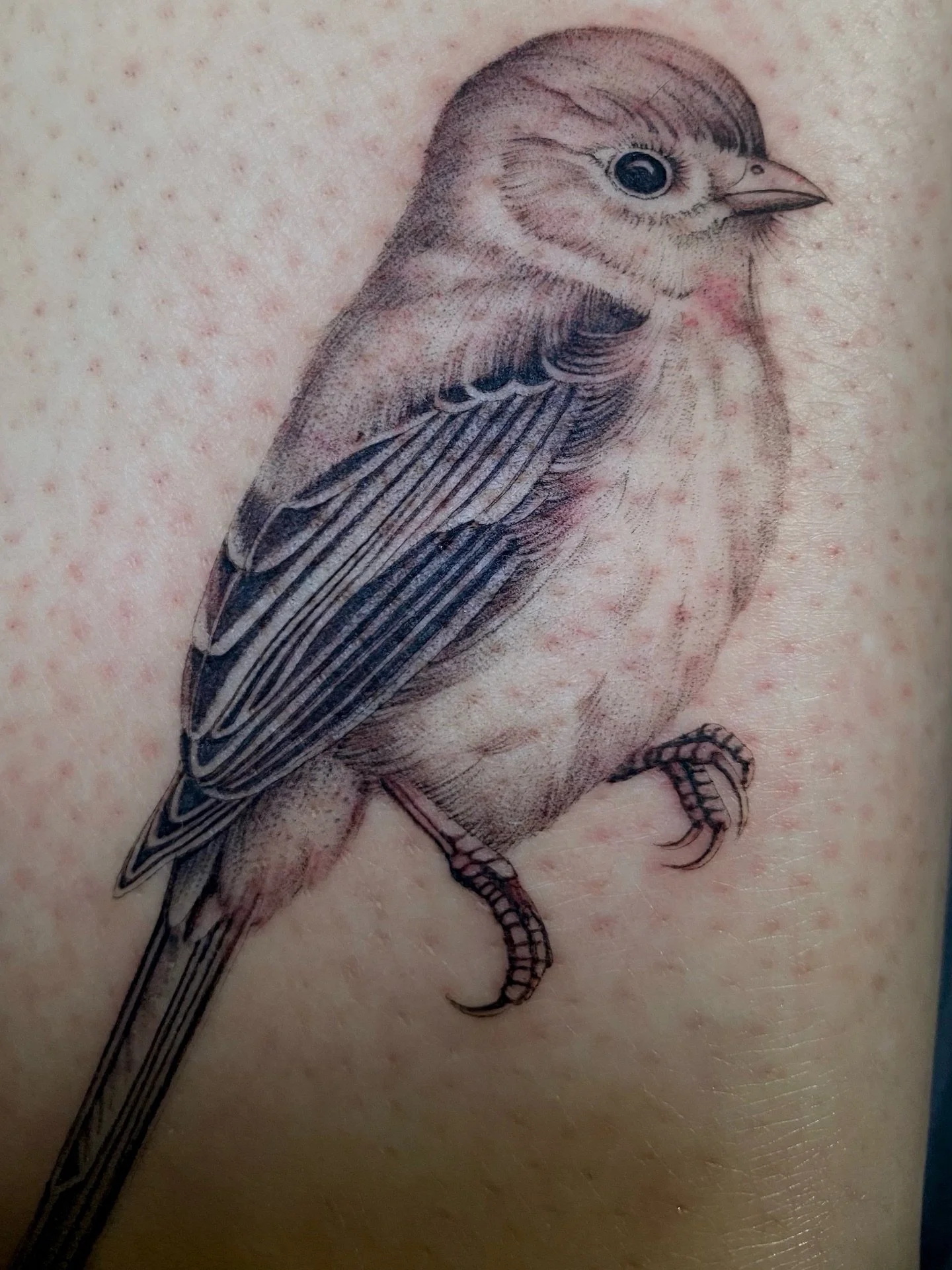 Sparrow by @jessicagraismati 

#birdtattoo #sparrowtattoo #lisboatattoos #lisboatattooartist #lisboatattoostudio