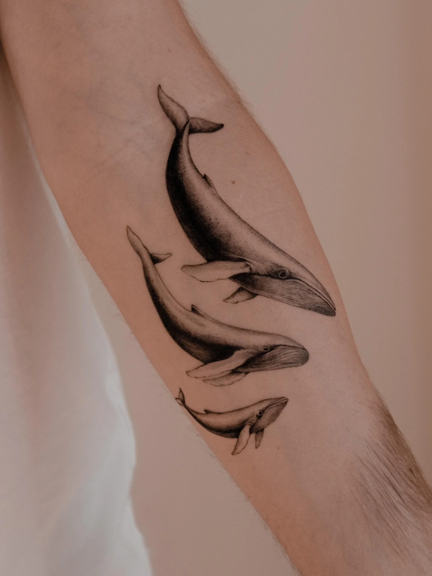 whale family 🐋🤍
Lisbon, booking is open for february-march! ⊹
.
.
.
.
.
.
.
.
#tattoolisbon #tatuagemlisboa #tattooportugal #finelinetattoo #finelinetattoolisbon finelinetattoolisboa lisbontattoo lisboatatuagem lisboa lisbon tattoo microrealism mic