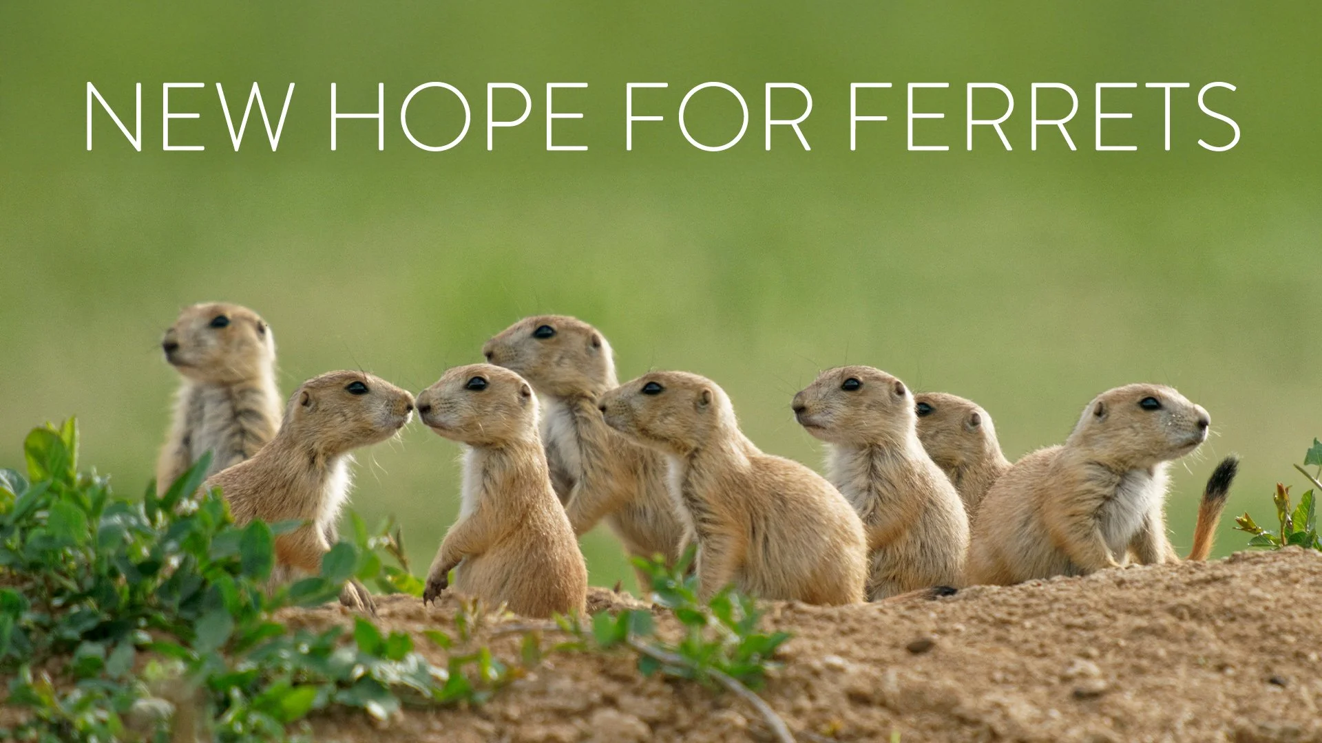 300-001446_New-Hope-for-Ferrets.jpg