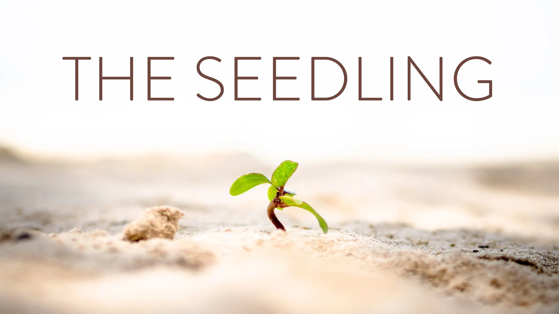300-001962_The-Seedling.jpg