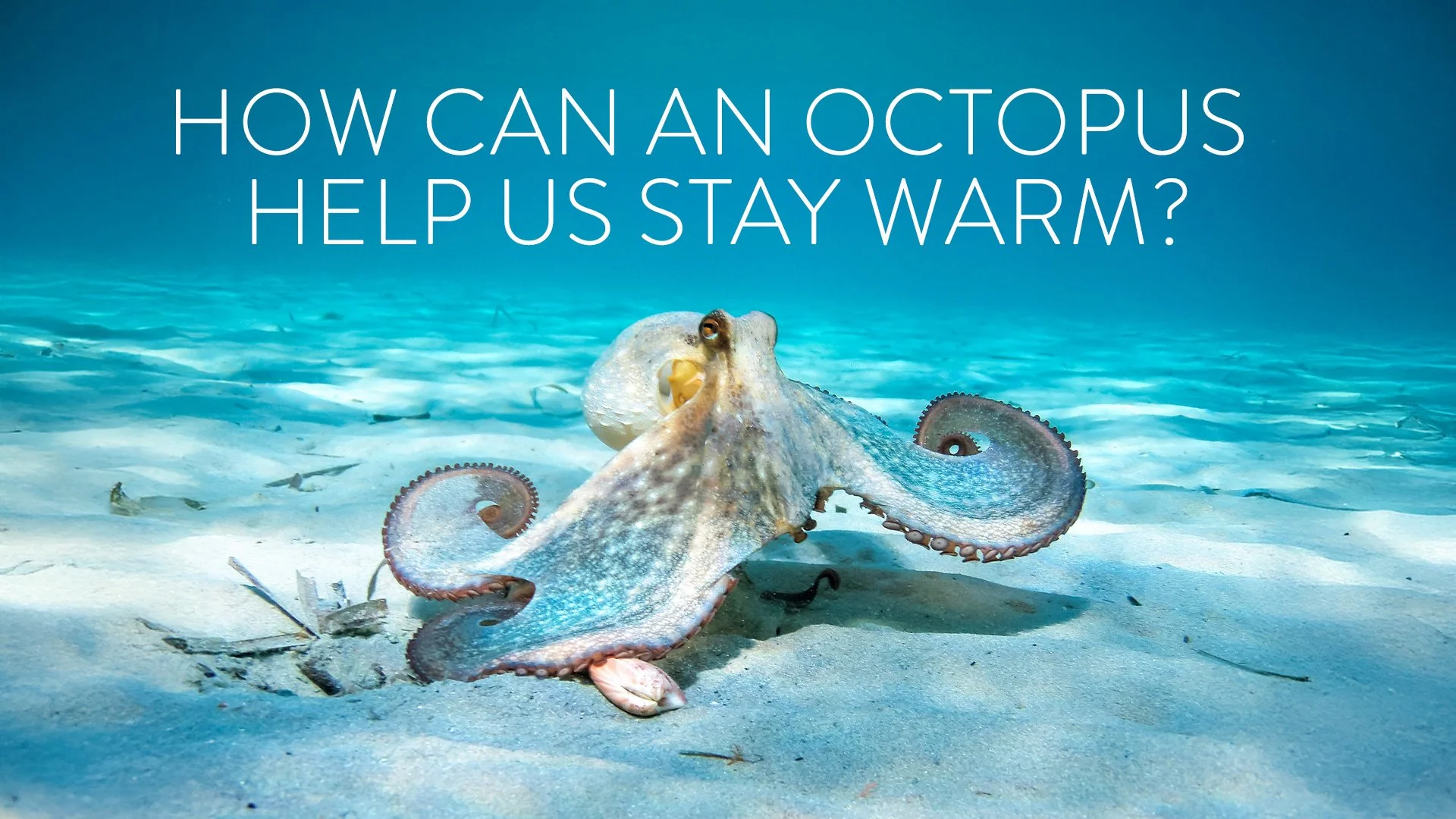 300-002107_How-Can-an-Octopus-Help-Us-Stay-Warm-.jpg