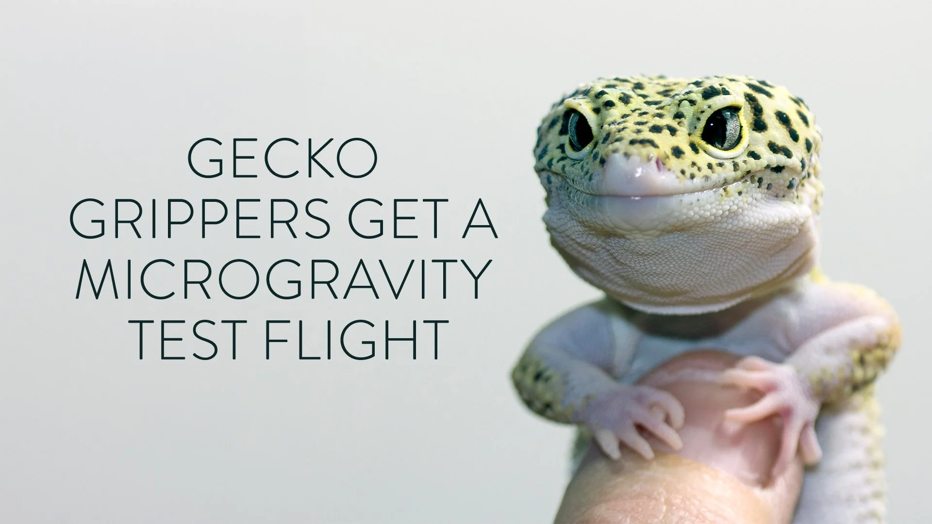300-002560_Gecko-Grippers-Get-a-Microgravity-Test-Flight.jpg