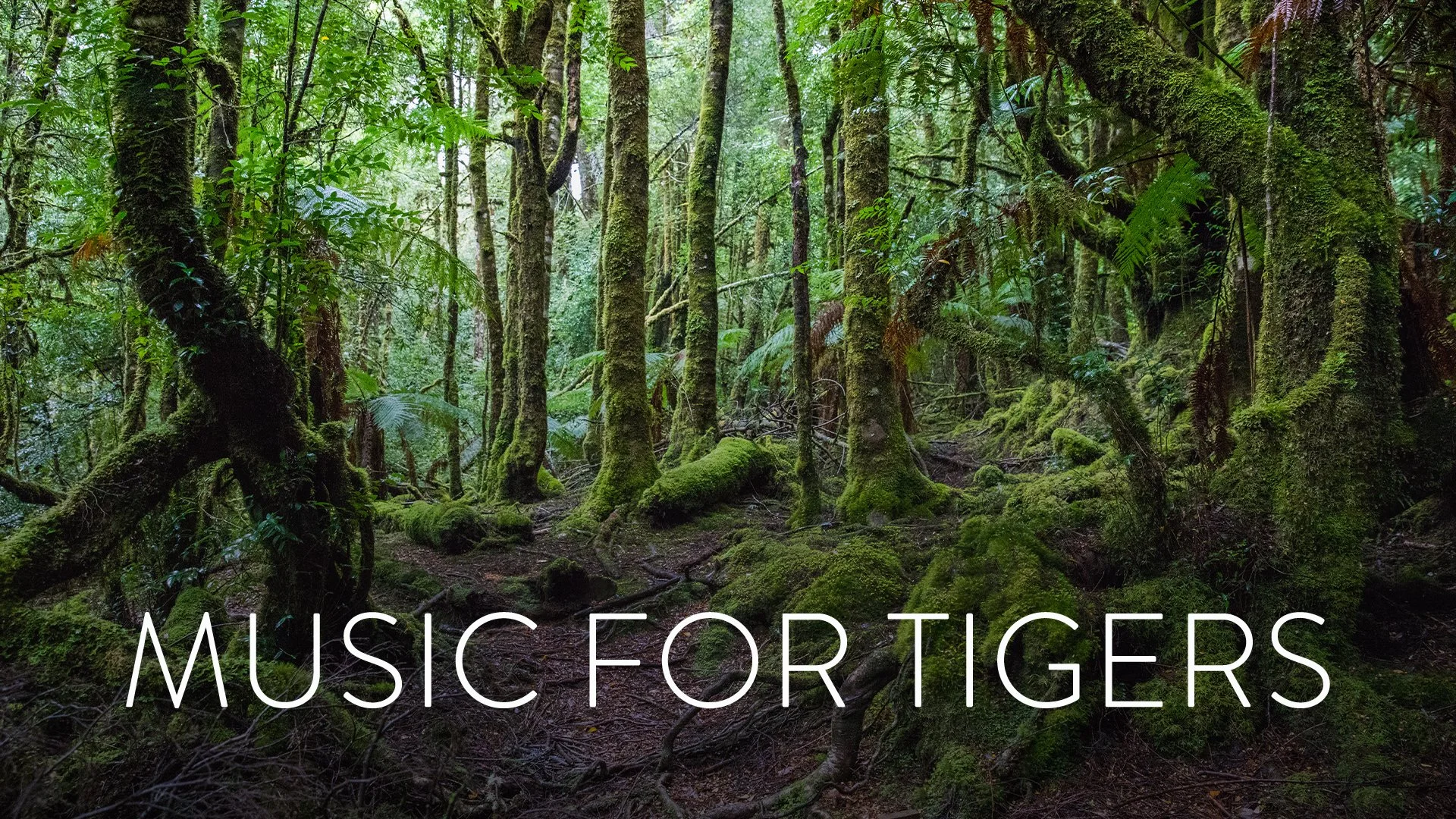 300-003103_Music-for-Tigers.jpg