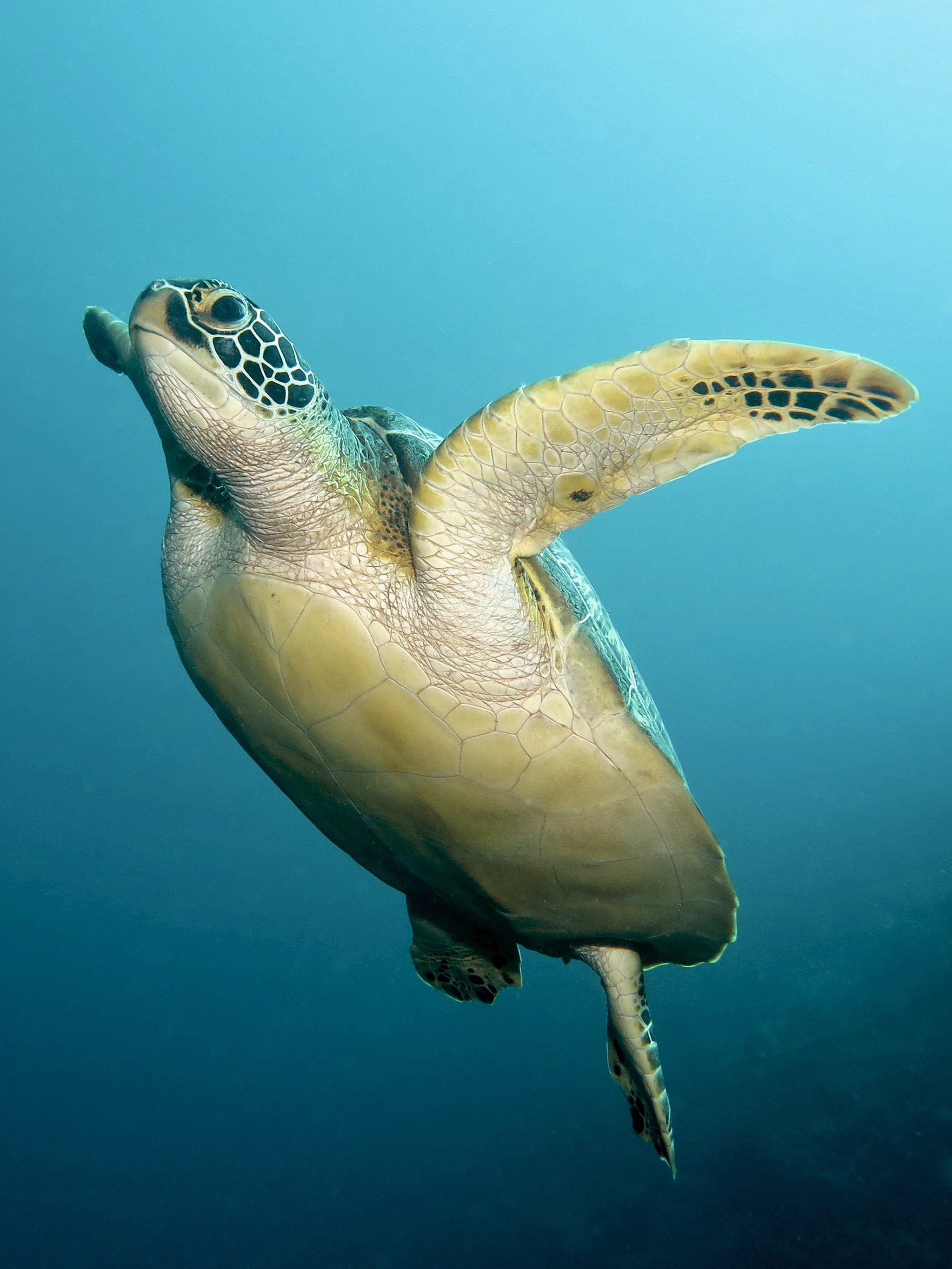 Green Turtle 